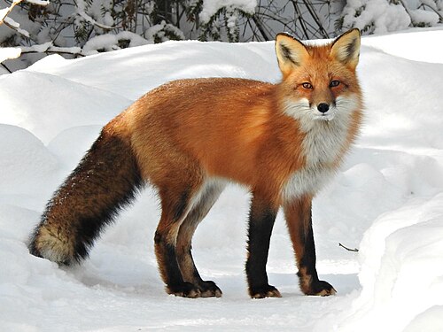 Cute Fox